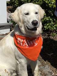 Bandana for Pet Parade